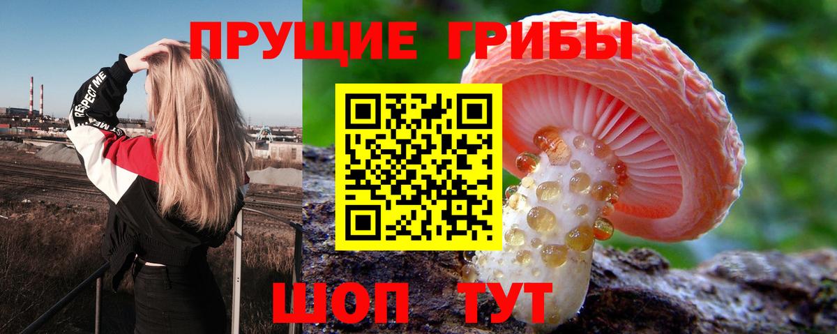 Псилоцибиновые грибы Psilocybine cubensis Азов